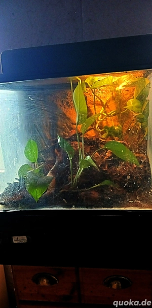 Terrarium (Exo Terra ) 