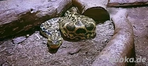  Anakondas(1,1 Nz'21 22  ) zusammen: