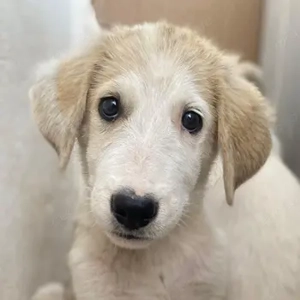 Navid, geb. ca. 04 2025, lebt in GRIECHENLAND, auf einer privaten Pflegestelle 