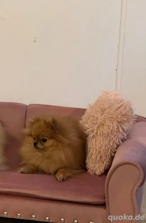 Pomeranian Zwergspitz Mini Boo