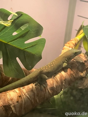 Kochi-Taggecko Phelsuma kochi abzugeben