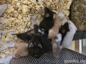    Farbmäuse Mäuse in verschiedenen Farbschlägen abzugeben      Bild 2
