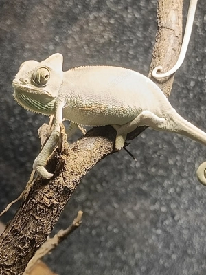 Jemenchamäleon aus Nachzucht 4 2025