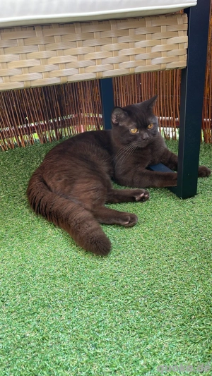 reinrassiger BKH Deckkater in Chocolate Bild 2