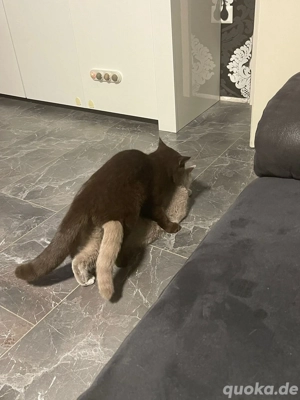 reinrassiger BKH Deckkater in Chocolate Bild 4