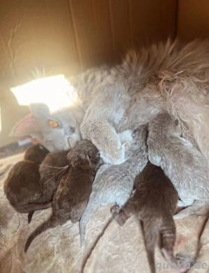 reinrassiger BKH Deckkater in Chocolate Bild 5