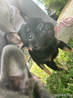 Französische Bulldoggen Welpen 