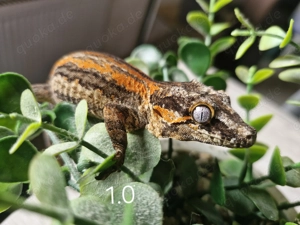 HockerkopfGeckos (Rhacodactylus auriculatus)