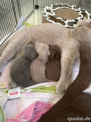 reinrassiger BKH Deckkater in Chocolate Bild 6