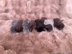 reinrassiger BKH Deckkater in Chocolate Bild 7