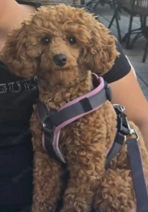 Gebe schweren Herzens meine liebe Pudel hündin ab.