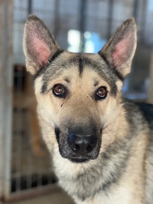 Hankan, geb. ca. 01 2024, lebt in GRIECHENLAND, im städt. Tierheim Serres 