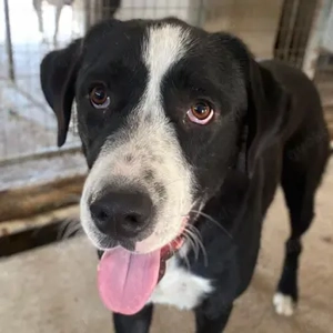 Domio, geb. ca. 08 2023, lebt in GRIECHENLAND, im städt. Tierheim Serres 