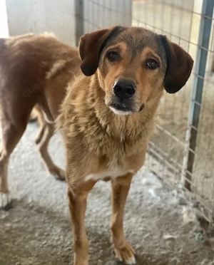 Mikosch, geb. ca. 01 2024, lebt in GRIECHENLAND, im städt. Tierheim Serres Bild 8