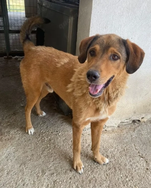 Mikosch, geb. ca. 01 2024, lebt in GRIECHENLAND, im städt. Tierheim Serres Bild 9