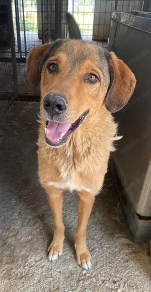 Mikosch, geb. ca. 01 2024, lebt in GRIECHENLAND, im städt. Tierheim Serres Bild 6