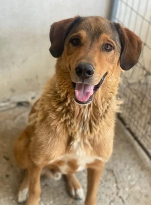 Mikosch, geb. ca. 01 2024, lebt in GRIECHENLAND, im städt. Tierheim Serres Bild 5