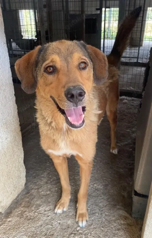 Mikosch, geb. ca. 01 2024, lebt in GRIECHENLAND, im städt. Tierheim Serres Bild 2