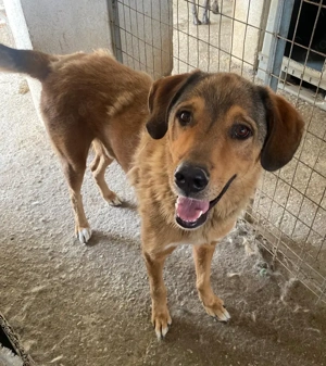 Mikosch, geb. ca. 01 2024, lebt in GRIECHENLAND, im städt. Tierheim Serres Bild 10