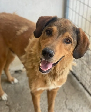 Mikosch, geb. ca. 01 2024, lebt in GRIECHENLAND, im städt. Tierheim Serres Bild 4