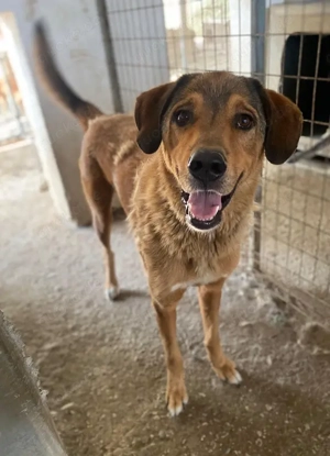 Mikosch, geb. ca. 01 2024, lebt in GRIECHENLAND, im städt. Tierheim Serres Bild 7