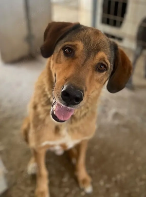 Mikosch, geb. ca. 01 2024, lebt in GRIECHENLAND, im städt. Tierheim Serres Bild 3