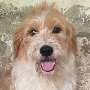 Damian, geb. ca. 01 2023, lebt in GRIECHENLAND, auf einer privaten Pflegestelle 