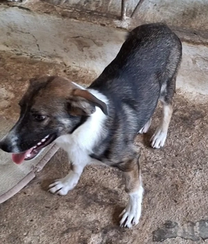 Gerono, geb. ca. 01 2023, lebt in GRIECHENLAND, auf einer privaten Pflegestelle  Bild 3