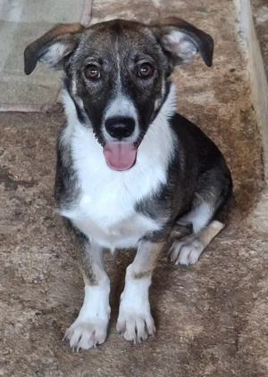 Gerono, geb. ca. 01 2023, lebt in GRIECHENLAND, auf einer privaten Pflegestelle  Bild 2