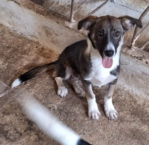 Gerono, geb. ca. 01 2023, lebt in GRIECHENLAND, auf einer privaten Pflegestelle  Bild 4