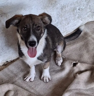 Gerono, geb. ca. 01 2023, lebt in GRIECHENLAND, auf einer privaten Pflegestelle  Bild 5