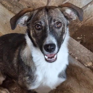 Gerono, geb. ca. 01 2023, lebt in GRIECHENLAND, auf einer privaten Pflegestelle  Bild 6