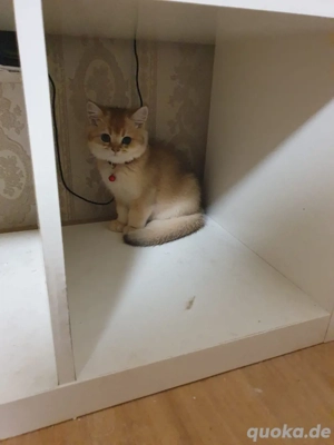 BKH Goldenshaded kitten