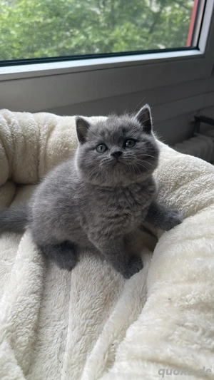 reinrassiger BKH Deckkater in Chocolate Bild 9