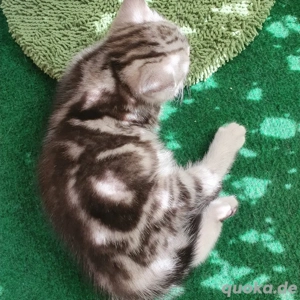 BKH Jung in Black Silver Tabby mit Stammbaum Bild 3