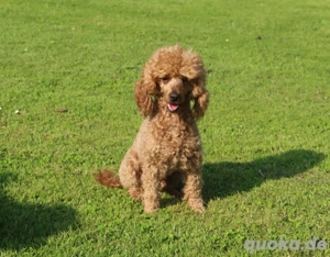 Deckrüde Zwergpudel getestet