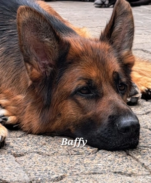 Deutsche Schäferhündin   geb. 29.07.2023, rote SV-Ahnentafel Bild 2