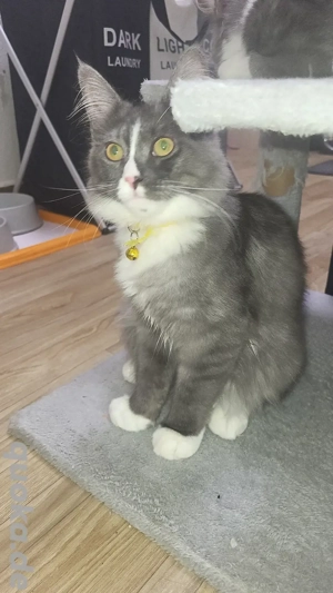 nur noch letzte maincoon weibchen     Bild 2