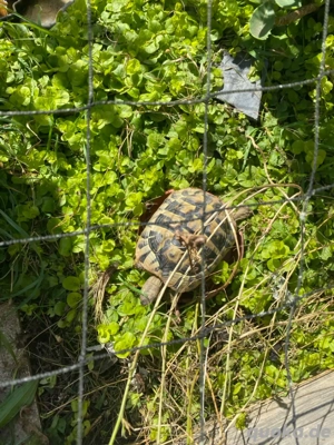 2 Griechische Landschildkröten inkl. Frühbeet und Technik