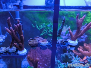 Korallen Ableger Acropora,Montipora,Zoanthus