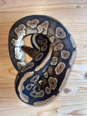 Königspython Zuchtpaar 1.1 (1.0 Copper pos.het.pied & 0.1 Copper Pastel)