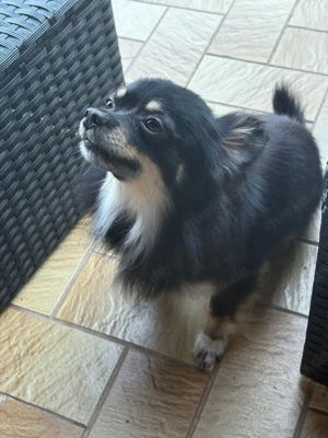 Hund in gute Hände zu vermitteln 