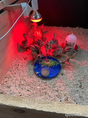 Nandu Küken zu verkaufen Naturbrut