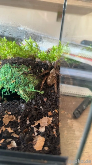 verkauf wird eine cyriopagopus spec bach ma