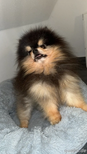 Pomeranian Zwergspitz Deckrüde Black tan Boo Teddy 