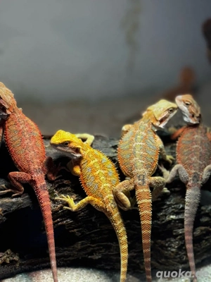 Bartagamen Männchen Orange Red Hypo High Blue Tiger