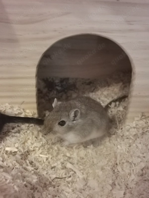 Wüstenrennmäuse 3 Weibchen mit allem was man braucht Bild 3