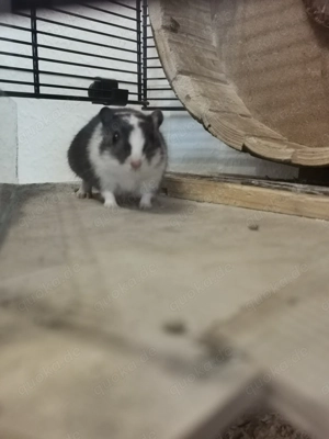 Wüstenrennmäuse 3 Weibchen mit allem was man braucht Bild 4