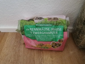 Wüstenrennmäuse 3 Weibchen mit allem was man braucht Bild 8