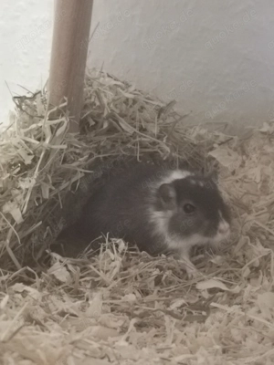 Wüstenrennmäuse 3 Weibchen mit allem was man braucht Bild 5